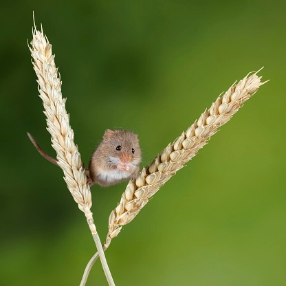 The lightest mouse in the world - Zaunkoenig M2K