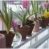 Plants Can Hear Us: Scientists Confirm an Astonishing Theory