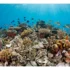 500,000 Tons of Oysters Dumped into the Ocean. After 20 Years, No One Expected Such a Positive Outcome