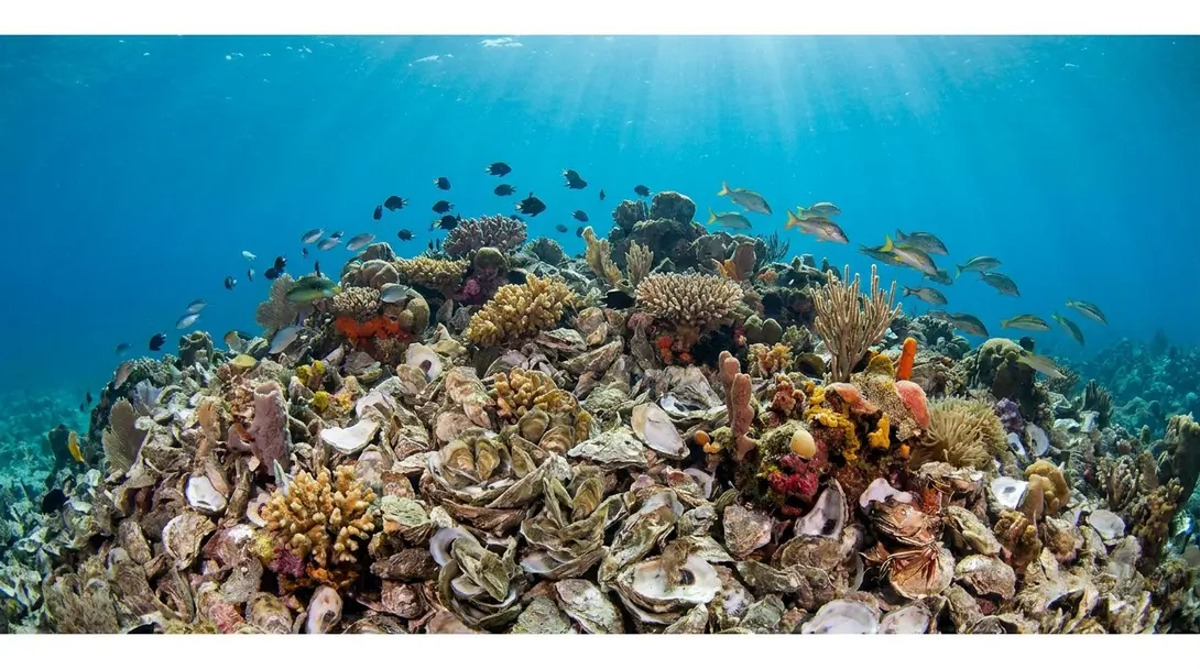 Image showing Vibrant Oyster Reef Restoration