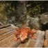 Two Students Discover New Ancient Amphibian Relative, Name It After Their Mothers