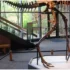 It Took Just 12 Minutes for ‘Jodi’ to Become One of History’s Most Expensive Dinosaurs